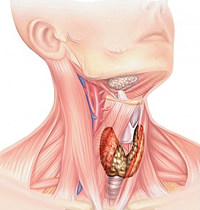 Шитовидная железа