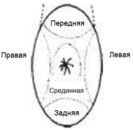 пять зон: срединная, передняя, задняя, левая и правая